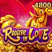 Rooster In Love